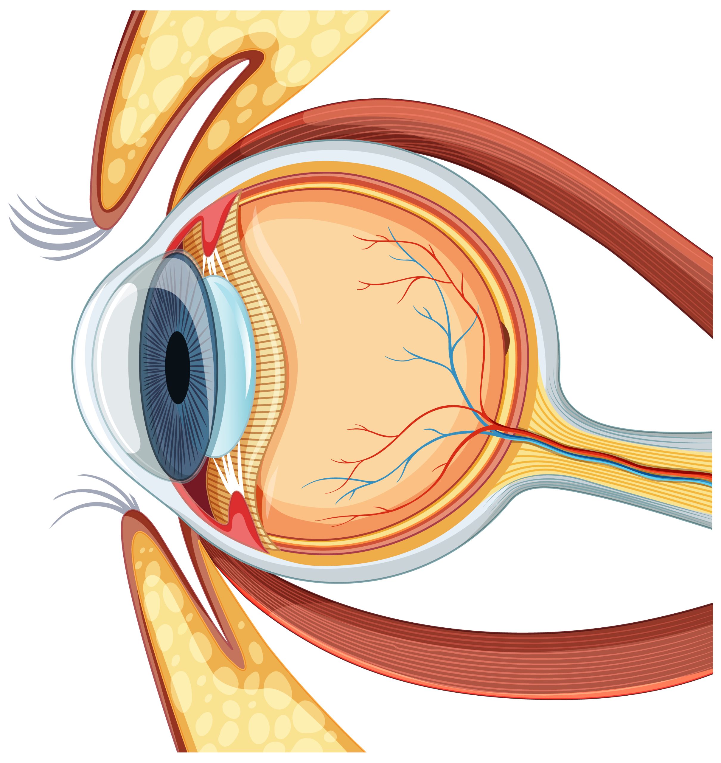 A Comprehensive Guide to External Ocular Muscles