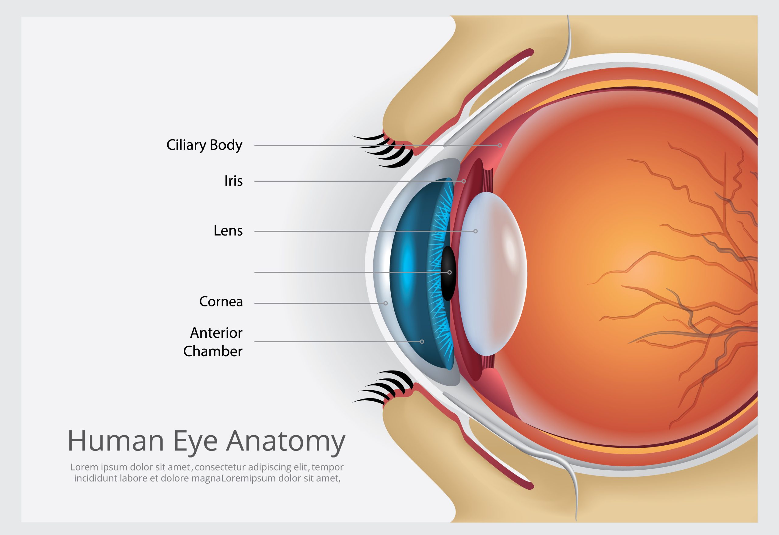 The Anatomy of the Eyelid: An In-depth Look