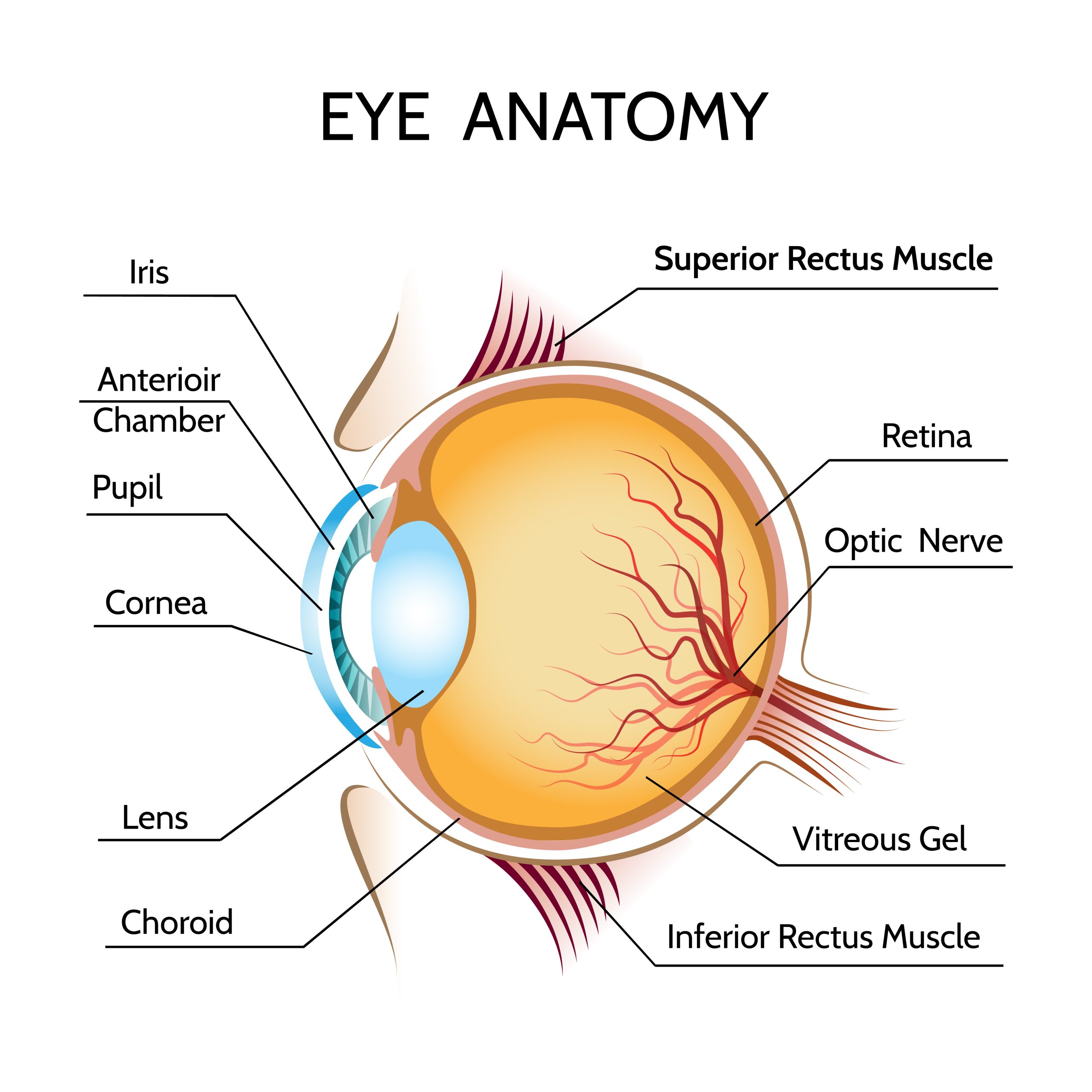 How The Eyes Work Anatomy and Common Vision Conditions