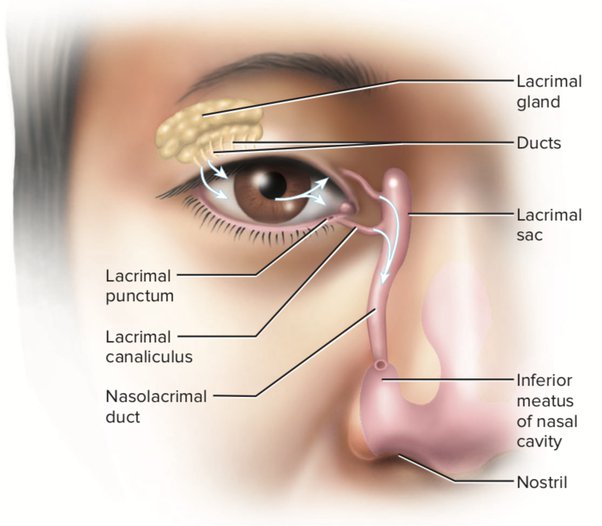 The Location and Function of the Lacrimal Glands