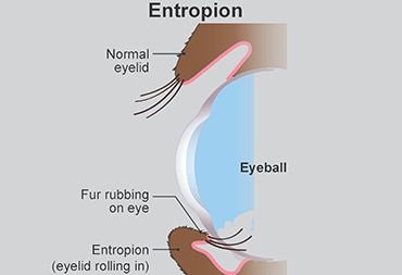 How do you fix entropion